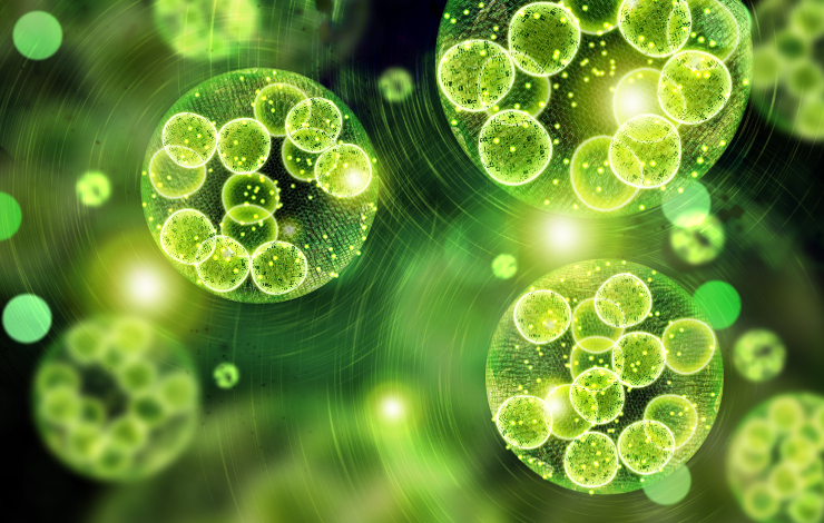 Le CO2 intracellulaire, acteur majeur du métabolisme des microalgues 