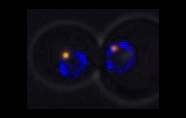 Les pores nucléaires, un lieu sûr pour l’expression des gènes