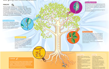 La phytoremédiation