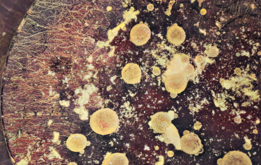 Fromages et laits AOP : une analyse de grande ampleur révèle leur diversité microbienne